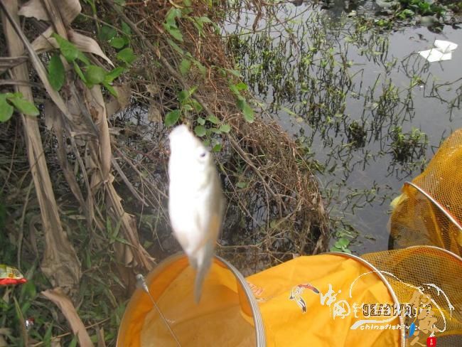 2012.2.21新桥野钓作业 作者：la02553