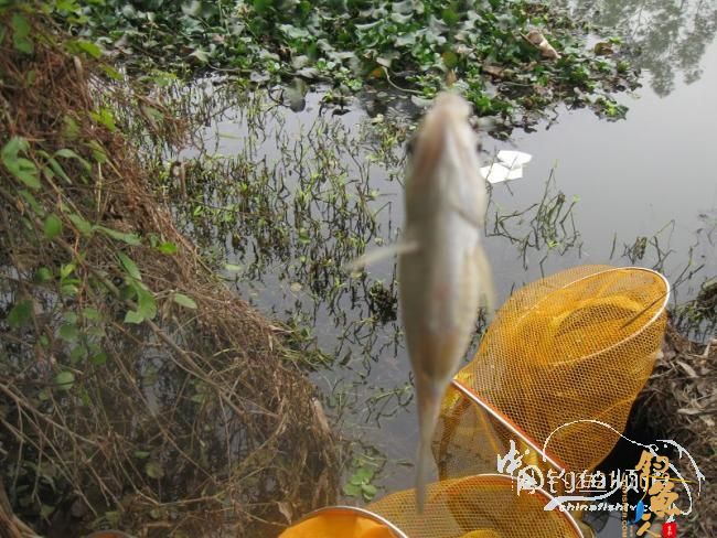 2012.2.21新桥野钓作业 作者：la02553