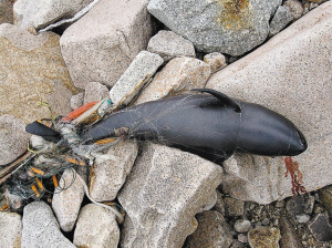 香港发现搁浅江豚腐尸系被鱼网缠绕而死(图)