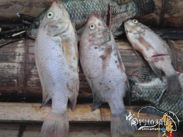 泗南江的大鱼给力 作者：xplcw