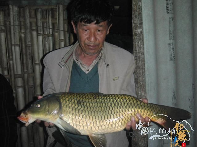 泗南江的大鱼给力 作者：xplcw