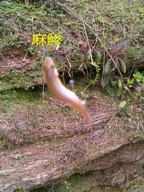 ｛学林之钓｝疯狂了，我也感到有点过了！