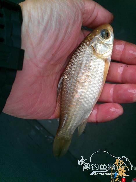 ｛学林之钓｝疯狂了，我也感到有点过了！