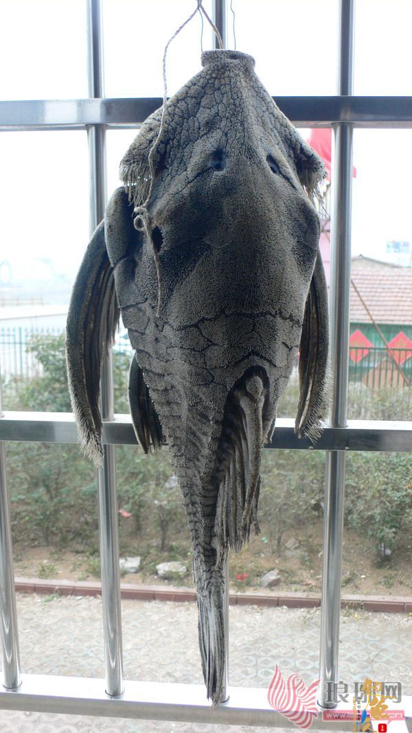 山东临沂发现怪鱼 头大尾小6个鱼鳍浑身是刺(图)