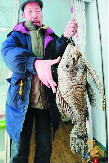 涑河里捞到一条“怪鱼” 头部较大长甲壳坚硬