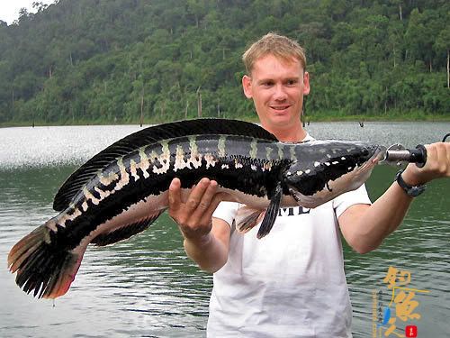 “恐怖”黑鱼入侵北美,中国胃拯救美国人?