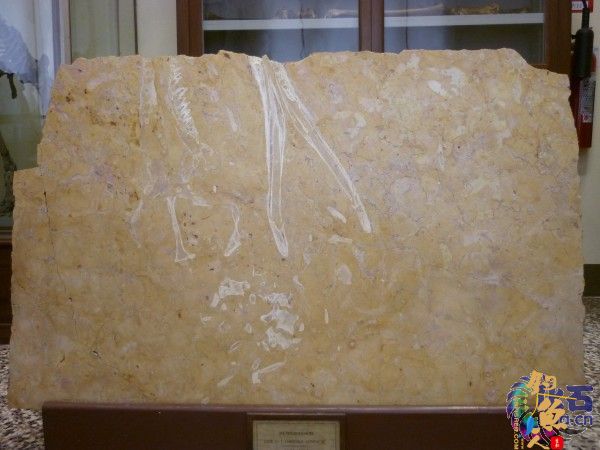 意大利费拉拉发现中生代鳄鱼新种