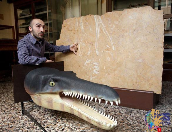 意大利费拉拉发现中生代鳄鱼新种