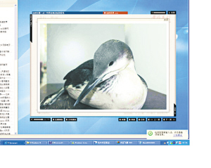 脖子缠着钓鱼线怪鸟海边被救下