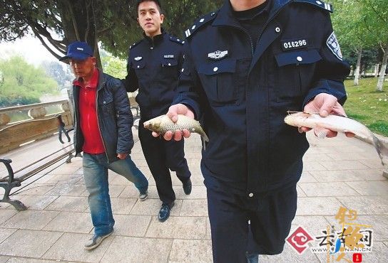 翠湖联合警方整治不文明行为,偷钓两条鲫鱼行拘10天