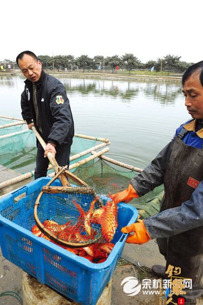 余杭运河街道的万条红鲫鱼“游”进西湖