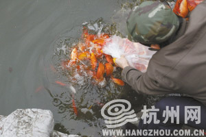 5000尾金鲫鱼 入主花港观鱼红鱼池