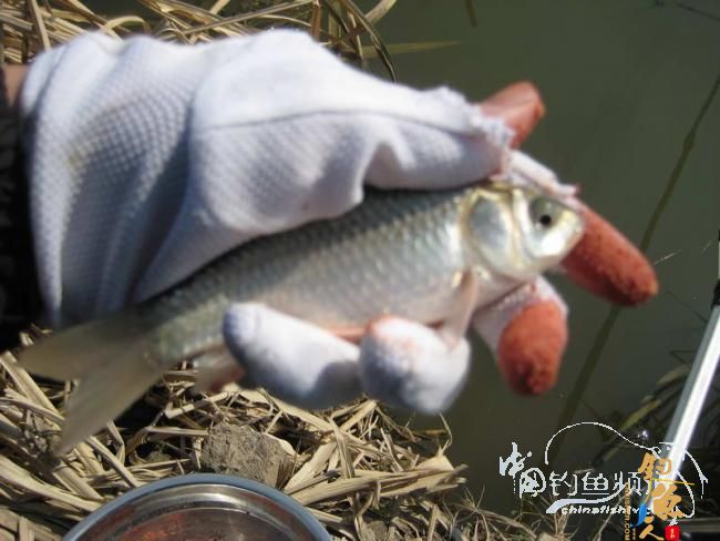 骑车钓鱼《钓鱼日记》