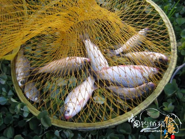 骑车钓鱼《钓鱼日记》