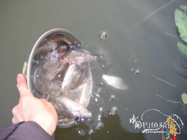 骑车钓鱼《钓鱼日记》