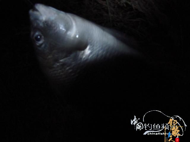 老醉钓鱼日记163：梦回双桥 BY 醉鱼