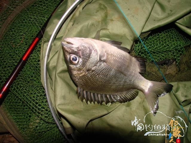 老醉钓鱼日记163:梦回双桥 BY 醉鱼