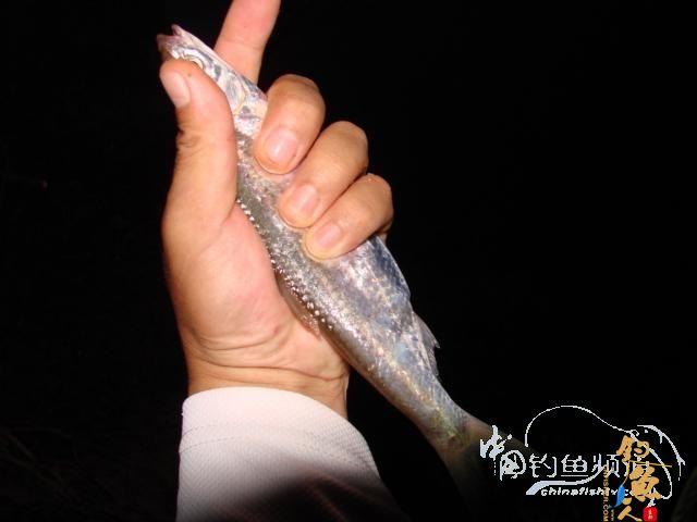 老醉钓鱼日记163:梦回双桥 BY 醉鱼