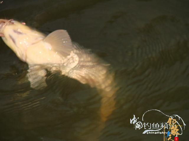 老醉钓鱼日记163：梦回双桥 BY 醉鱼