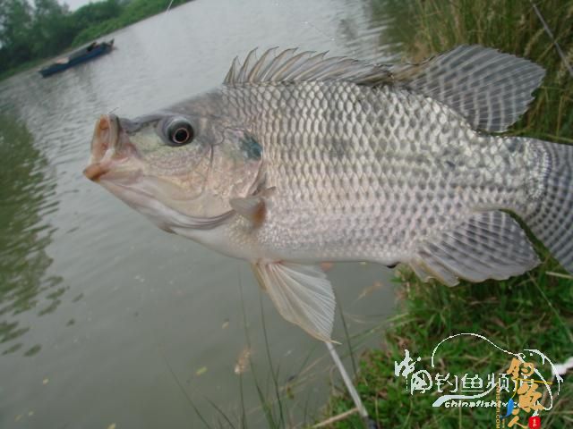 老醉钓鱼日记163：梦回双桥 BY 醉鱼