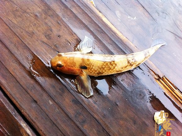 【湛江海湾游钓——雾朦胧，雨朦胧】