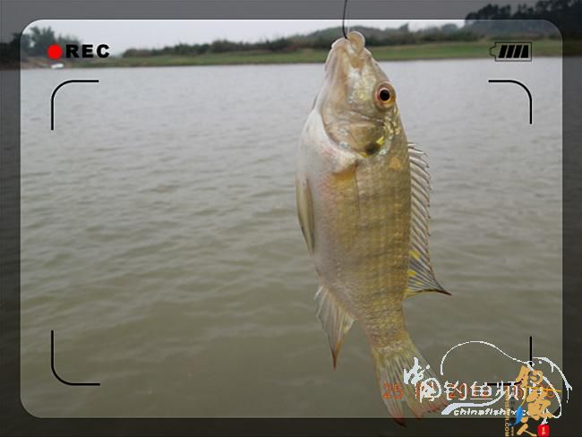 昨晚夜钓的收获（2月26日）