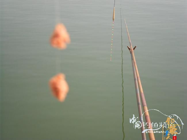 龙年第一钓 BY 作者：都市渔人