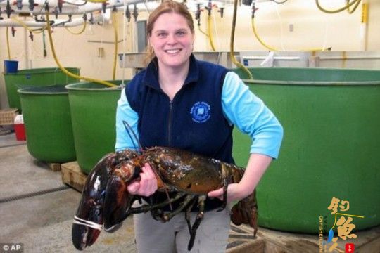 美捕获12公斤大龙虾 图