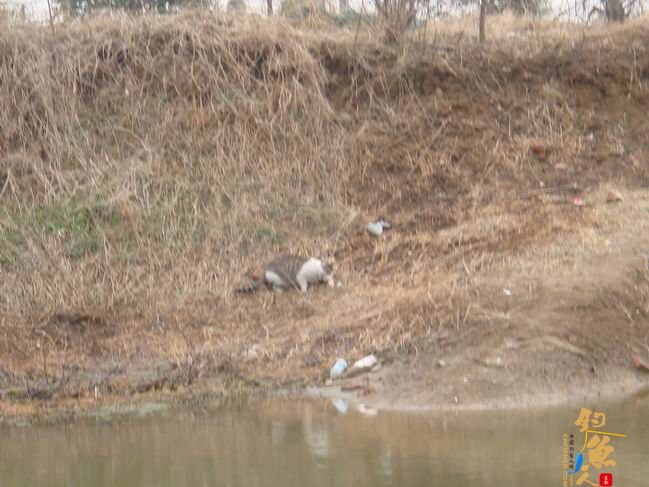 江南渔事——春钓篇：搏青记 作者：taihucuizhu3