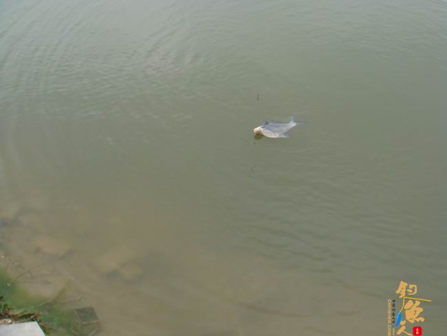 江南渔事——春钓篇：搏青记 作者：taihucuizhu3