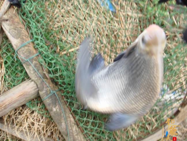 江南渔事——春钓篇：搏青记 作者：taihucuizhu3