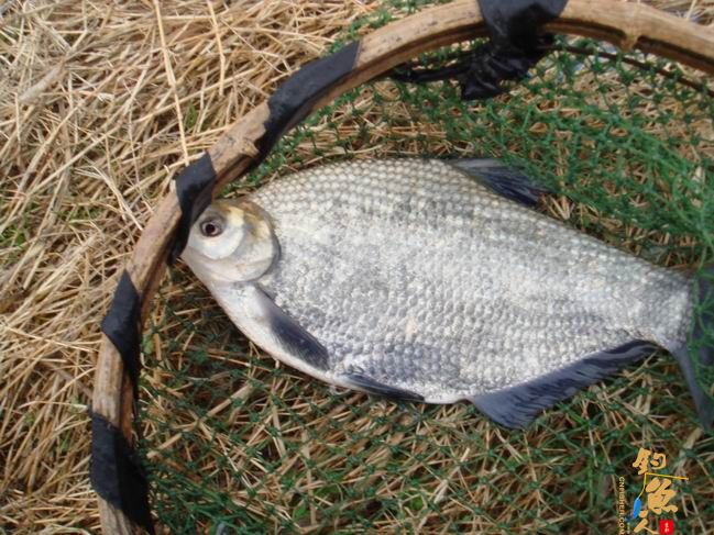 江南渔事——春钓篇：搏青记 作者：taihucuizhu3