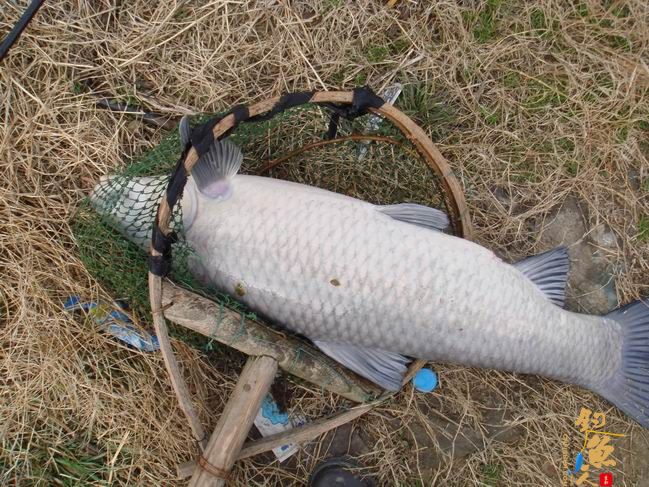 江南渔事——春钓篇：搏青记 作者：taihucuizhu3