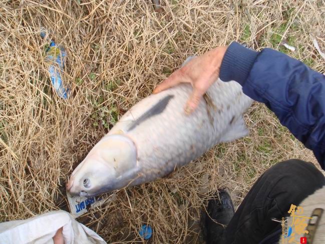 江南渔事——春钓篇：搏青记 作者：taihucuizhu3