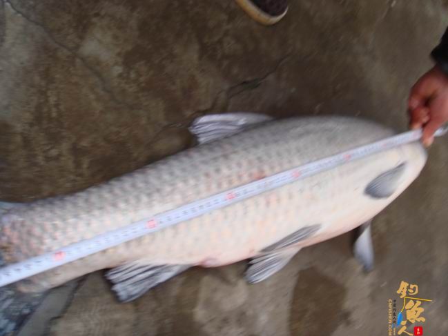 江南渔事——春钓篇：搏青记 作者：taihucuizhu3