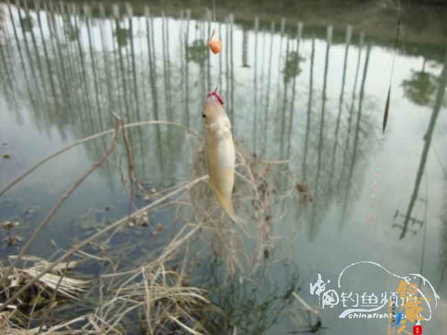 有空即钓之～二人三毛半，一人无毛还 作者：离别钩