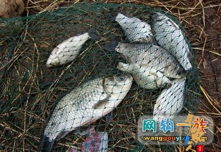 天再冷也要去钓鱼，用撞到一条大鲫鱼，湖南祁阳2月26日汇 作者：din100