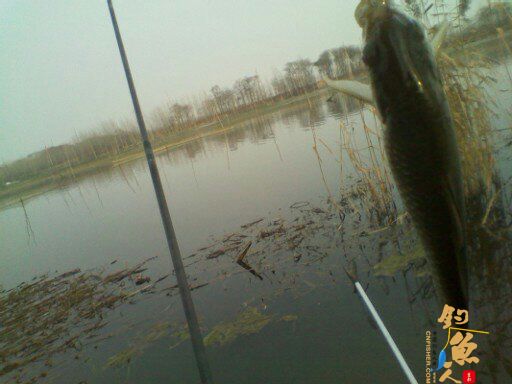 新年的第一条鱼,是这样出水的 作者:独瘹寒雪