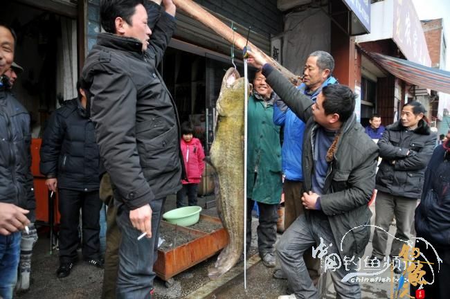 我为江鲶痴—再次被改写52斤江鲶纪录 图