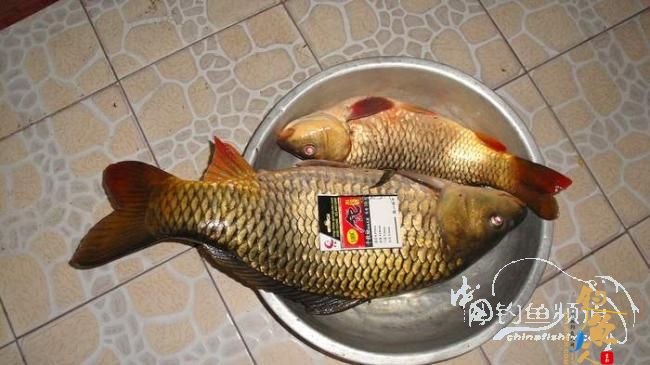 铩羽——空空可好？作者：单线双钩