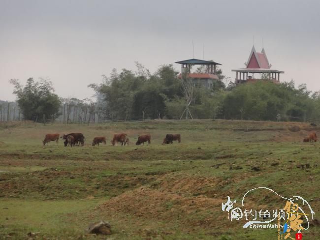 又钓宝芳 作者：鲤念鱼