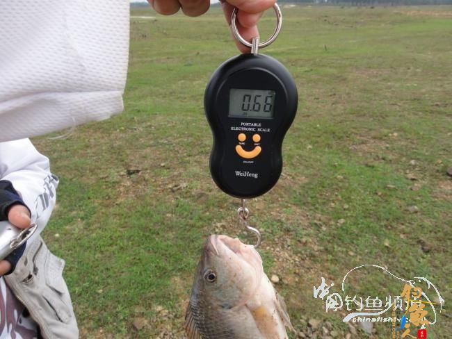 又钓宝芳 作者：鲤念鱼