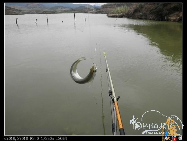 新竿开张 作者：东部鱼仔