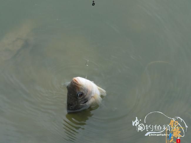 又钓宝芳 作者：鲤念鱼