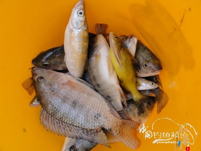 又钓宝芳 作者：鲤念鱼