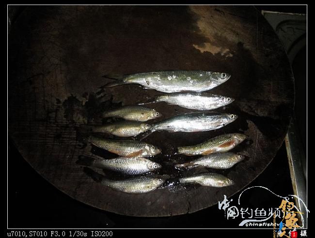 新竿开张 作者：东部鱼仔