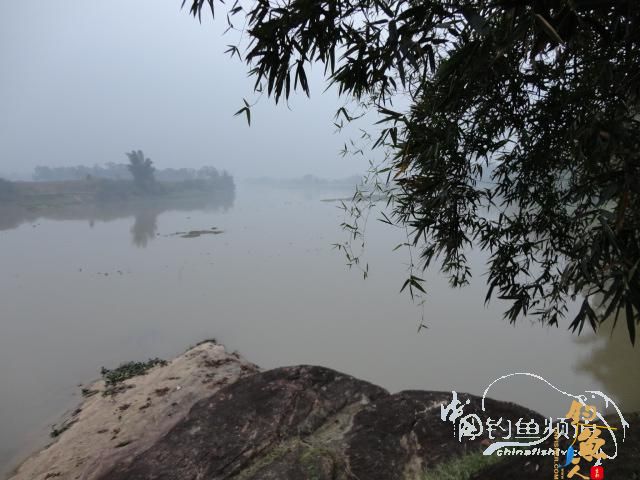 回南天狂拉鲫 作者：长发龙哥