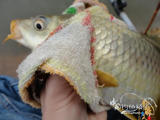 回南天狂拉鲫 作者：长发龙哥