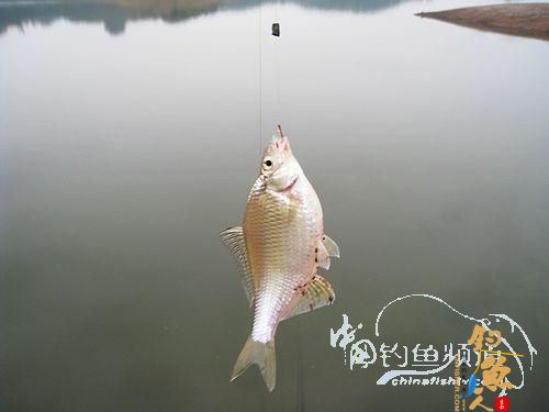 ［湖库篇］幻觉作者：钓鱼执着