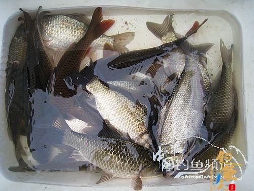 ［湖库篇］幻觉作者：钓鱼执着